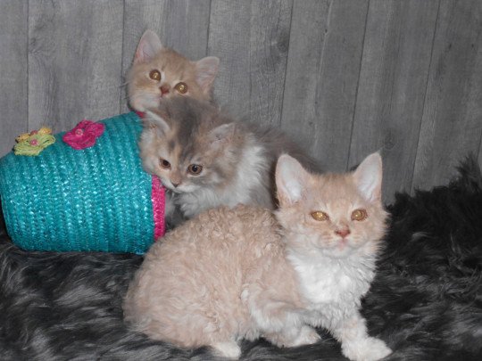 Kattenfokker, Fokker katten, Fokker kittens, Pers, Selkirk rex in Buggenhout, Oost-Vlaanderen